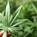 cannabis qu est ce que c’est