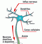 connexion entre 2 neurones