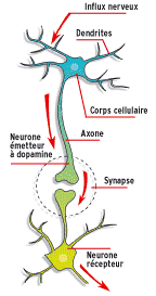 connexion entre 2 neurones