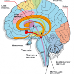 système limbique